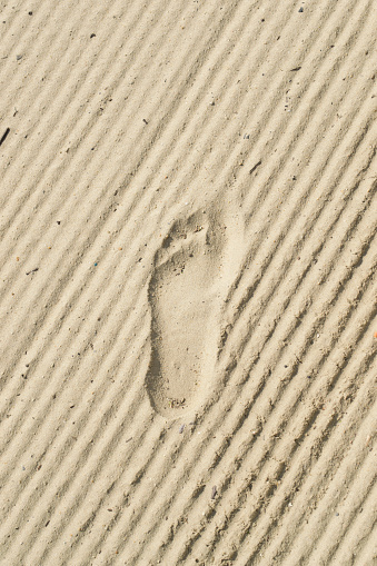 Photo of human footprint beside dog footprint on the tropical beach