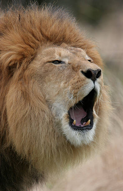 istock Roaring Male Lion 140467205