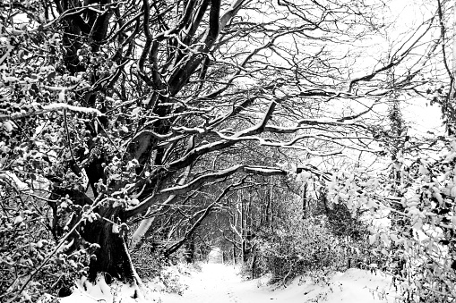A rural scene with snow in Devon, UK