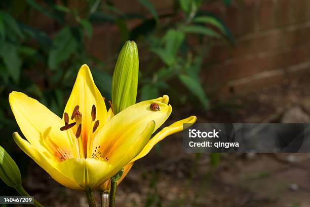 Amarilla Flor De Lirio De Lady Bug En Pétalo En El Jardín Foto de stock y  más banco de imágenes de Aire libre - iStock