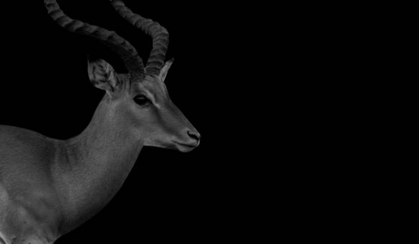 Black-Faced Impala In The Black Background Black-Faced Impala In The Black Background impala stock pictures, royalty-free photos & images