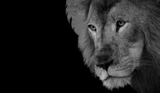 Amazing Portrait King Lion On The Black Background