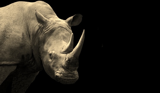 Aggressive Rhino Closeup Face In The Dark Background