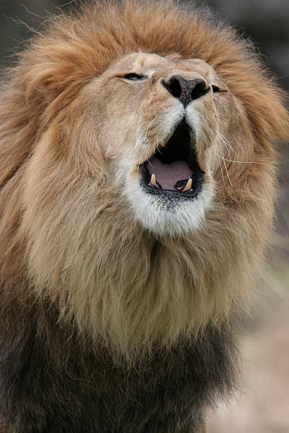 istock African Male Lion 140467254