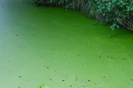 A green layer of agae on a garden pond.