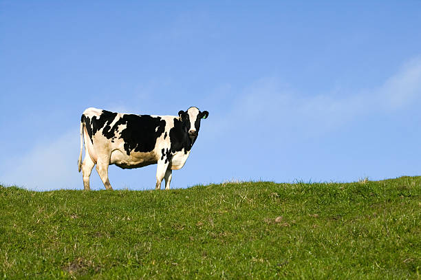 Krowa na trawie hill – zdjęcie