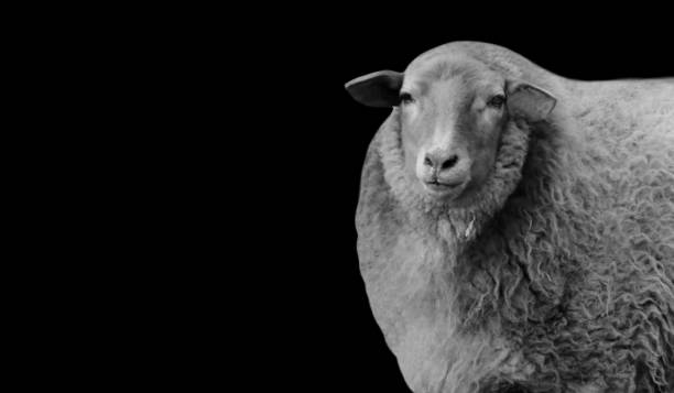 ovelhas lanosas em pé no fundo preto - sheep lamb wool animal head - fotografias e filmes do acervo