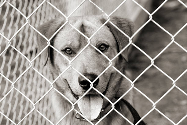 istock Dog behind the wires 140467393