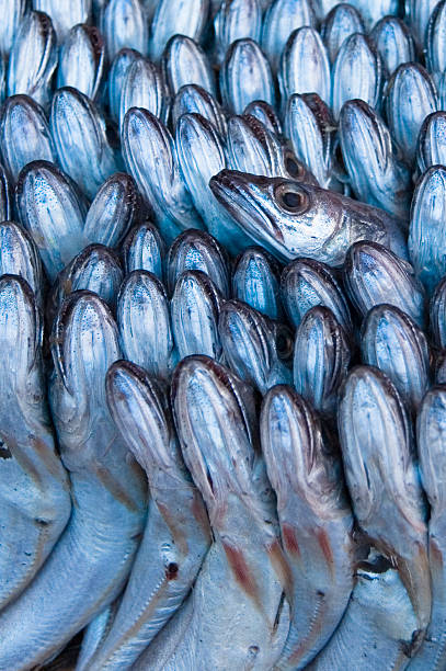 Surowe ryby na sprzedaż togeter ściśle pakowane – zdjęcie