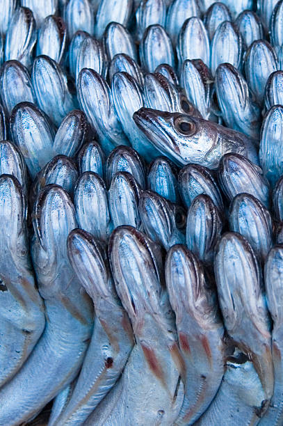 Peixe cru estreitamente embalados togeter para venda - foto de acervo