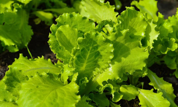 istock Fresh lettuce leaves in growth at field 1404675433