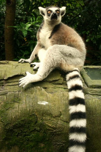 Ring-tailed lemur looking up while sitting on a log