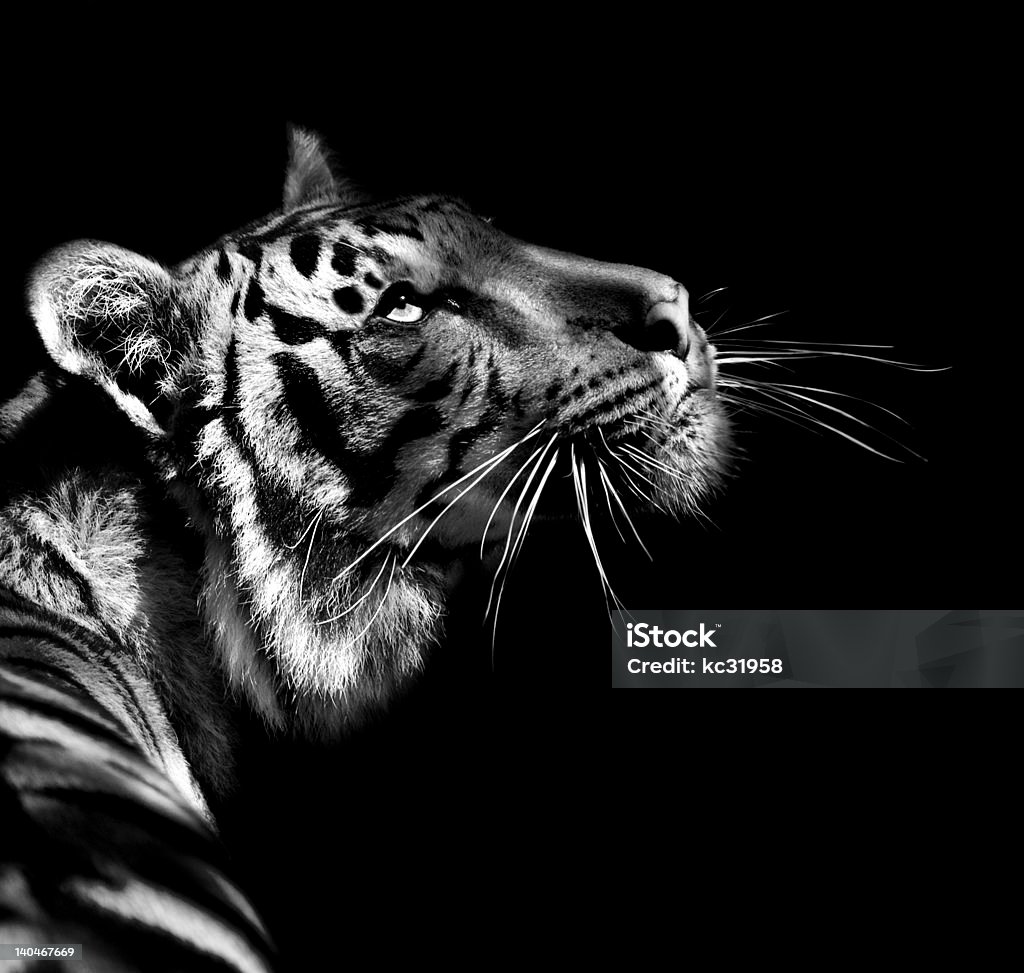 Tiger luz - Foto de stock de Tigre royalty-free