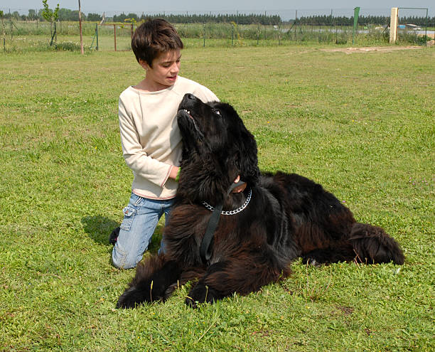girl and giant dog young girl and her purebred newfoundland dog on the grass newfoundland dog photos stock pictures, royalty-free photos & images
