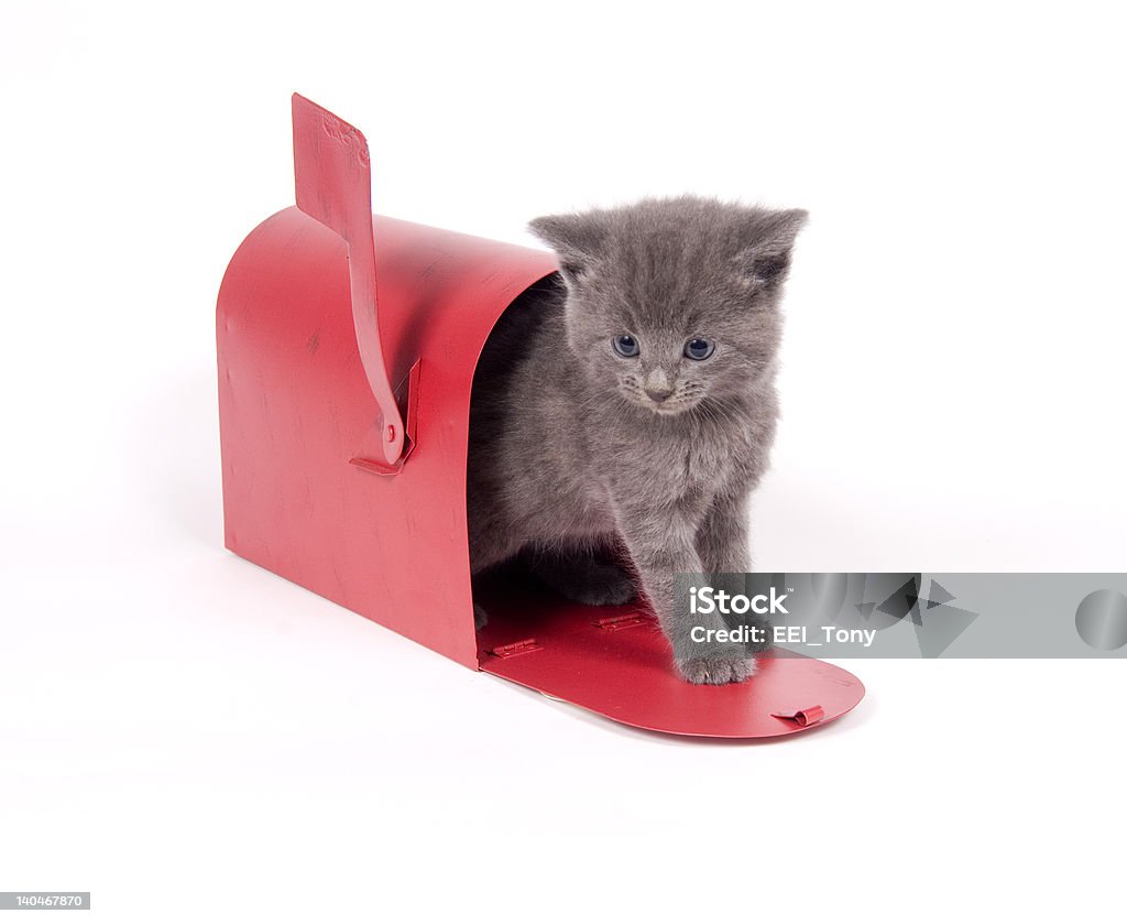 mail order Katzenjunges - Lizenzfrei Briefkasten Stock-Foto