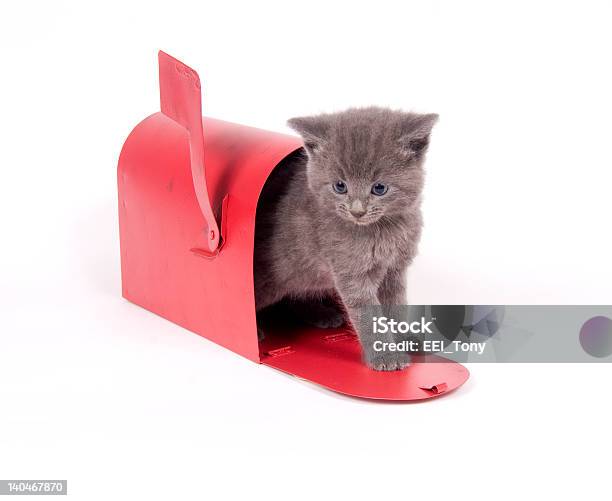 Mail Order Katzenjunges Stockfoto und mehr Bilder von Briefkasten - Briefkasten, Hauskatze, Fotografie