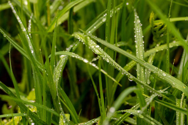 Carex Carex with water drops carex pluriflora stock pictures, royalty-free photos & images