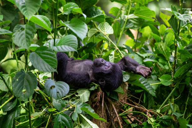 istock Baby gorilla, gorilla beringei beringei, rests on a tree stump in Bwindi Impenetrable Forest, Uganda. This is a member of the Habinyanja family group. 1404678980