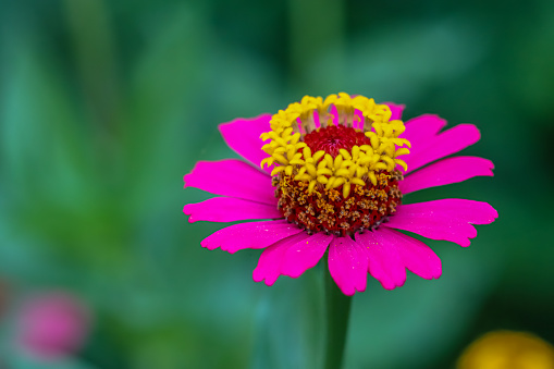 Zinnia, pink petal and yellow with blur background.