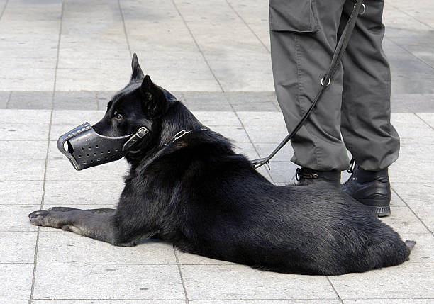 Protection dog stock photo