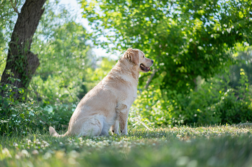 Golden Retriever dog sitting on a meadow