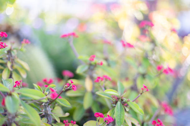 Small tropical flowers. Floral background. Selective focus, blurred.