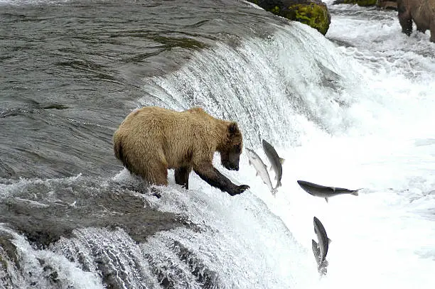 Brown bear trying to catch salmon while standing on top of Brooks Falls, Alaska