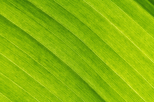 Fijian Coconut Palm leaves weaving background and texture.