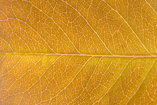 Extreme close up photography of a yellow leaf