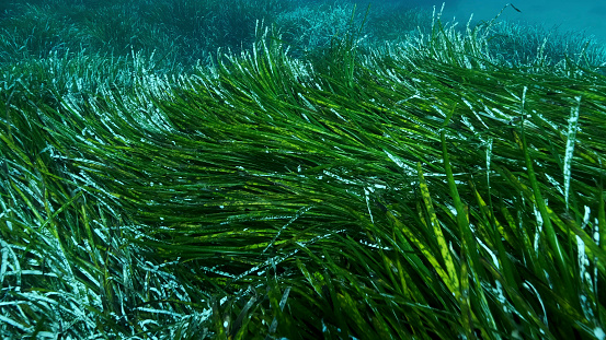 Dense thickets of green marine grass Posidonia, on blue water background. Green seagrass Mediterranean Tapeweed or Neptune Grass (Posidonia). Mediterranean underwater seascape. Mediterranean Sea, Cyprus