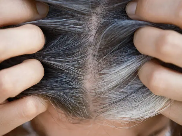 A woman showing her gray hair roots. Going gray concept. Close up.