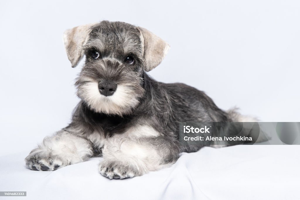 Miniature Schnauzer Whitegray Lies On A Light Background Copy Space Little Puppy Training Stock Photo - Download Image Now - iStock Miniature Schnauzer Whitegray Lies On A Light Background Copy Space Little Puppy Training Stock Photo - Download Image Now - Istock