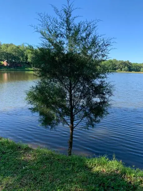 Small tree growing on the bank