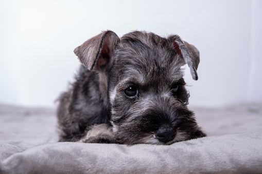 Little sad bearded miniature schnauzer puppy lying on the bed and looking at you.
