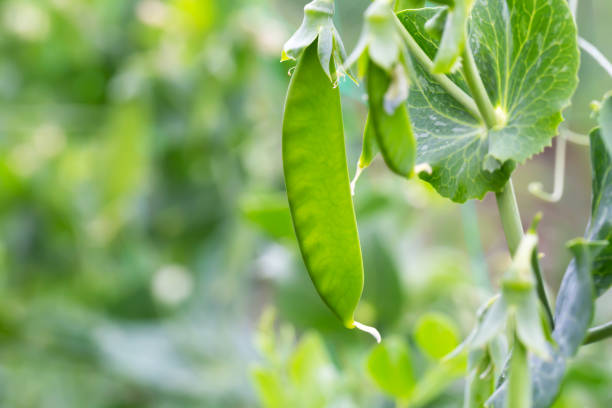 istock Young green peas on a branch 1404683611
