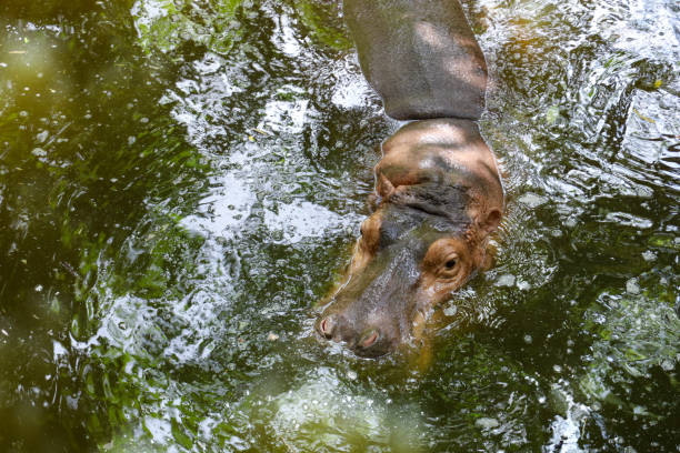 hipopótamo no rio na tailândia - hippopotamus amphibian sleeping hippo sleeping - fotografias e filmes do acervo