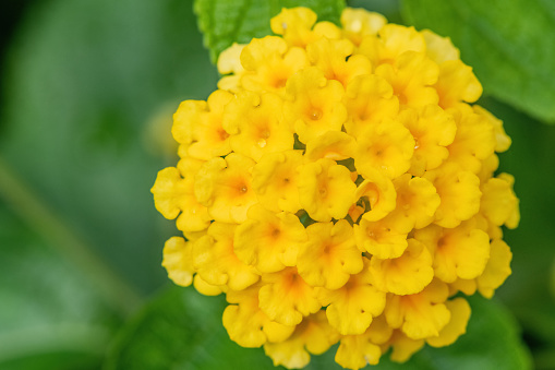 Lemon marigolds aka tagetes erecta flower on the flowerbed  in the garden