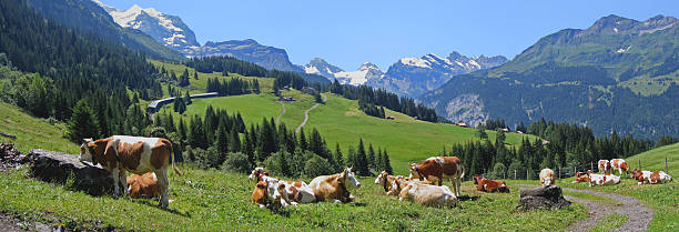 vacas anteriormente wengen - swiss culture european alps eiger mountain range fotografías e imágenes de stock