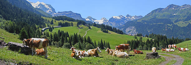 vacas acima wengen - swiss culture european alps mountain eiger imagens e fotografias de stock