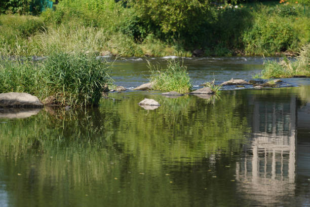 istock Garden pond with aquatic plants 1404685422