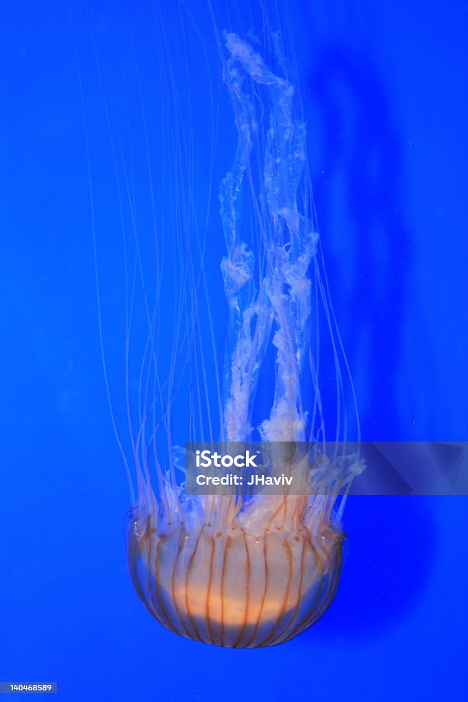 Água-viva azul elétrico - Foto de stock de Abaixo royalty-free
