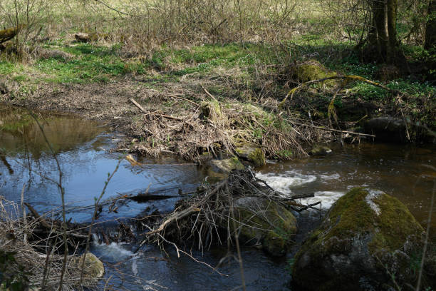istock Garden pond with aquatic plants 1404686089