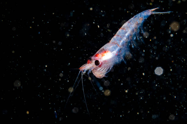istock Close-up of a Krill underwater 1404686574