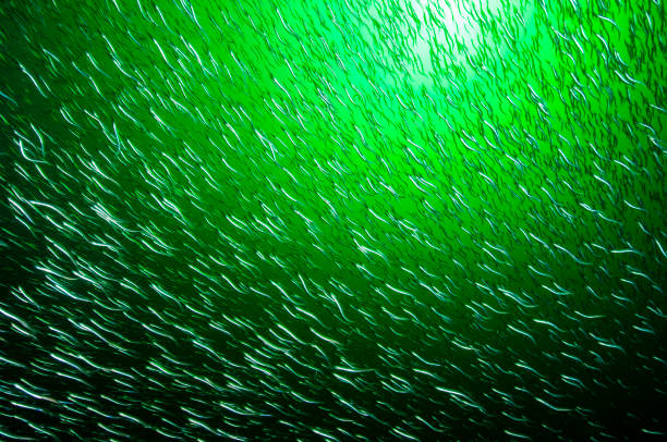 School of l American sand lances swimming underwater in the Gulf of St. Lawrence