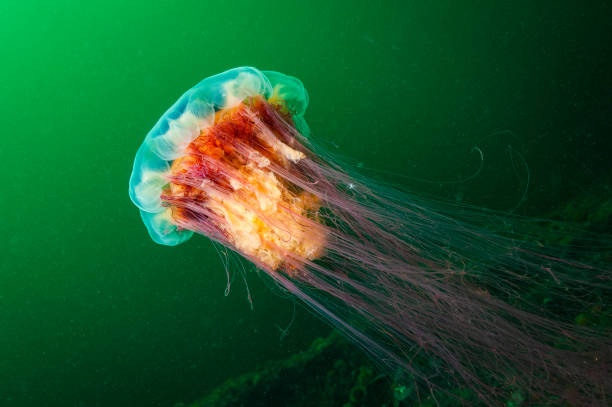 istock Lion's Mane jellyfish underwater 1404686637