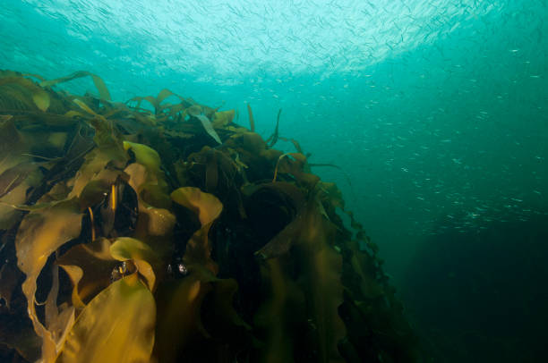 istock American sand lances underwater 1404686640