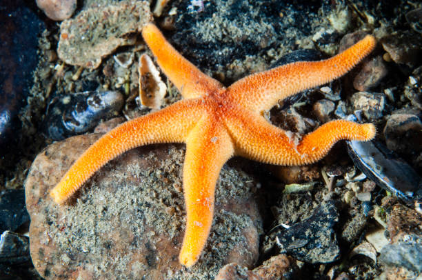 istock Blood Sea Star underwater 1404686659