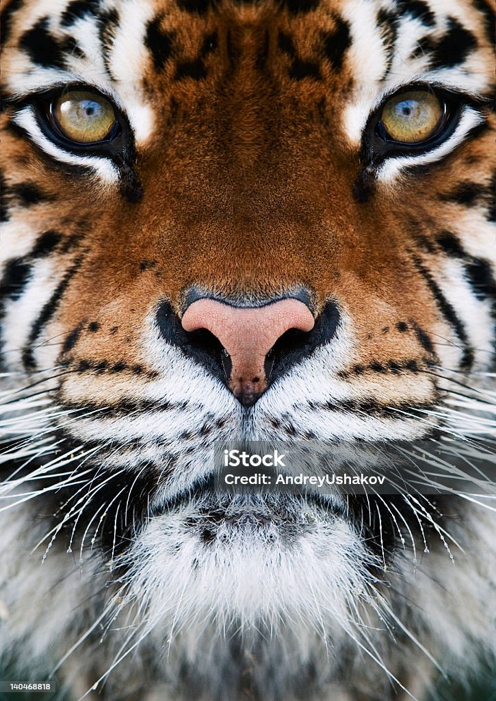 Facial photo of a Bengal tiger close-up on a Tiger's face  Animal Body Part Stock Photo