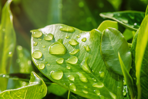 leaf and raindrops