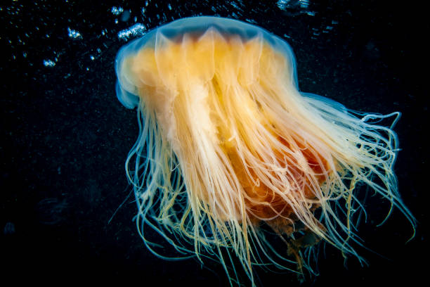 istock Lion's Mane jellyfish underwater 1404688401